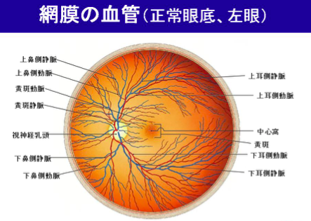 網膜の血管（正常眼底、左眼）